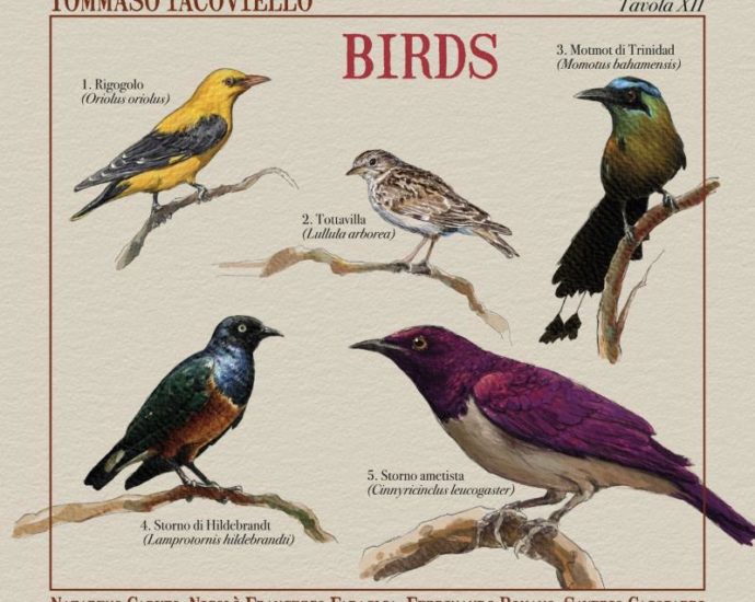 Tommaso Iacoviello: Birds (GleAM Records; 2025) - Tomajazz