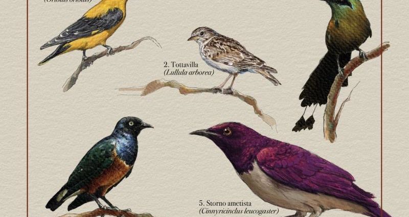 Tommaso Iacoviello: Birds (GleAM Records; 2025) - Tomajazz