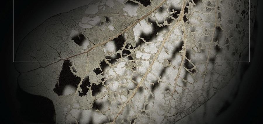 Kris Davis & Lutosławski Quartet: The Solastalgia Suite (Pyroclastic Records, 2026) Por Carlos Lara [Grabación de jazz] - Tomajazz - The Solastalgia Suite (Pyroclastic Records, 2026) es la nueva grabación de Kris Davis con Lutosławski Quartet